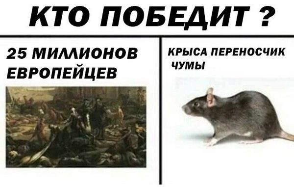 Уничтожение крыс в Санкт-Петербурге, цены, стоимость, методы