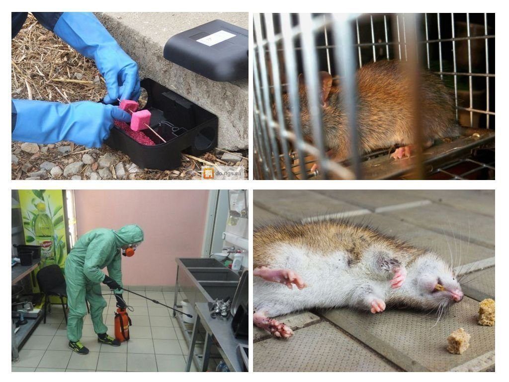 Дератизация от грызунов от крыс и мышей в Санкт-Петербурге