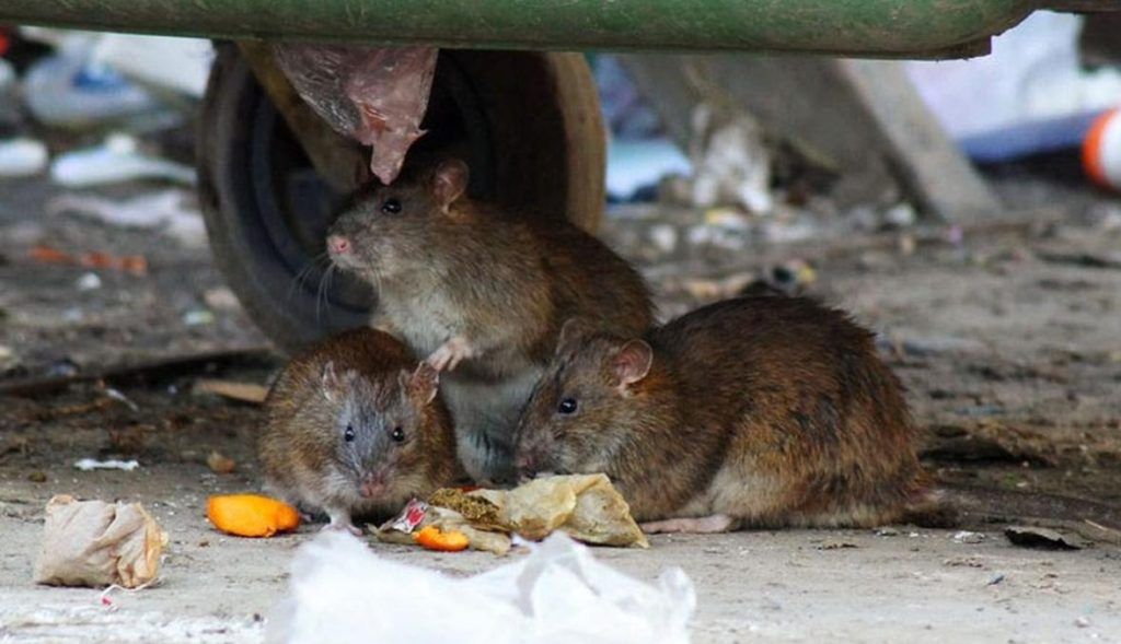 Травить грызунов крыс и мышей в Санкт-Петербурге