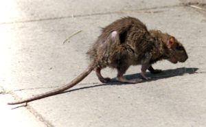 Фирма по уничтожению грызунов, крыс и мышей в Санкт-Петербурге