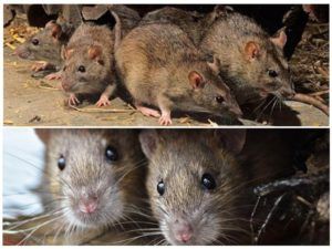 Травить грызунов крыс и мышей в Санкт-Петербурге