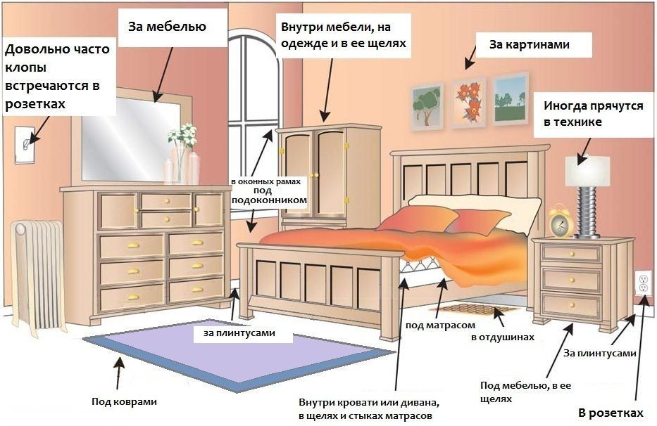 Обработка от клопов квартиры в Санкт-Петербурге