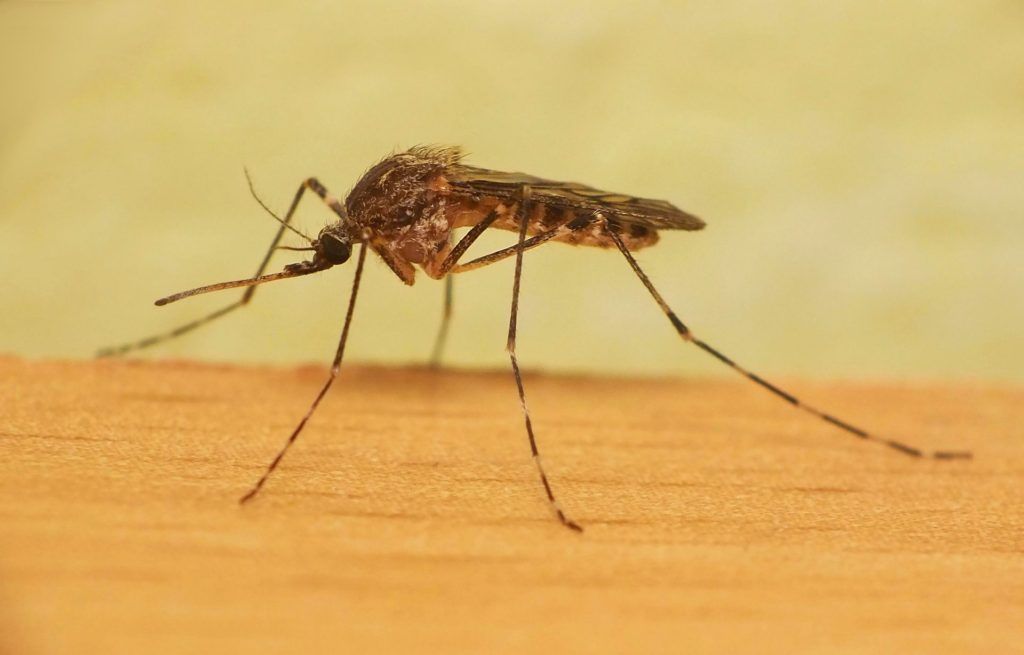 Уничтожение комаров в Санкт-Петербурге