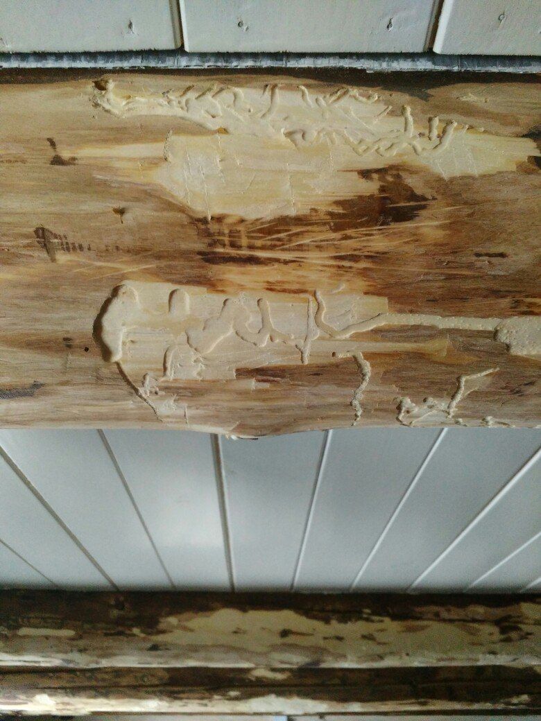 Способы и методы уничтожения жуков в деревянном доме