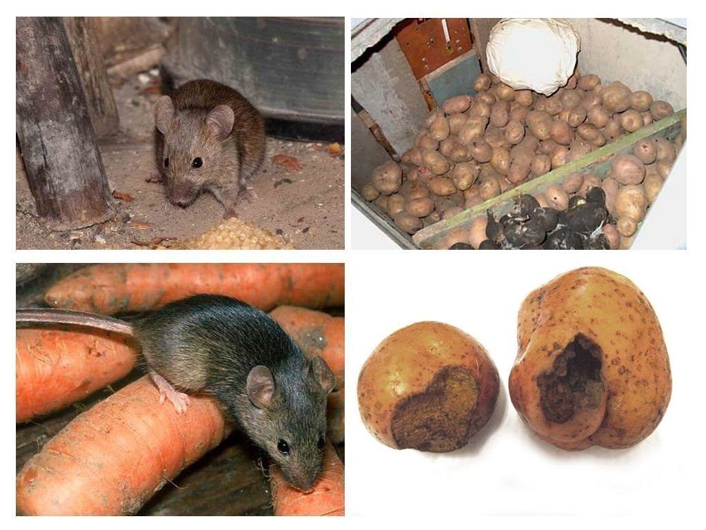 Обработка от грызунов крыс и мышей в Санкт-Петербурге