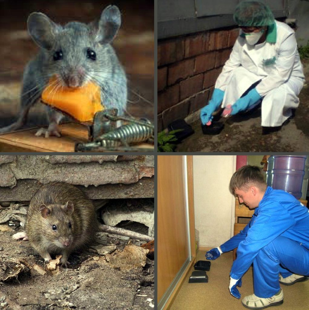 Дезинфекция от грызунов, крыс и мышей в Санкт-Петербурге