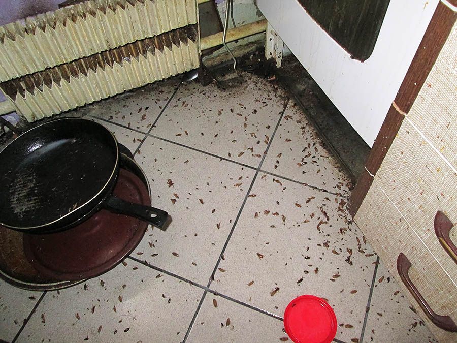 Санэпидемстанция от тараканов в Санкт-Петербурге, вызвать, цены